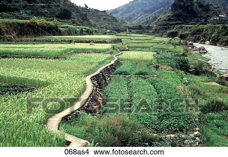 Path Winding through Rice Field The Philippines Asia View Large Photo Image Picture - Path Winding through Rice Field The Philippines Asia. Fotosearch