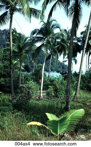 View of Palm Trees at Monkey Beach Malaysia Asia View Large Photo Image Picture - View of Palm Trees at Monkey Beach Malaysia Asia. Fotosearch