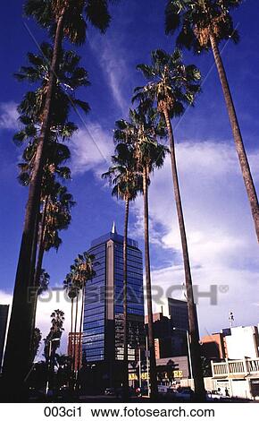 Palm Lined Avenue and Glass Fronted Office Block Zimbabwe Africa View Large Photo Image Stock Image - Palm Lined Avenue and Glass Fronted Office Block Zimbabwe Africa. Fotosearch