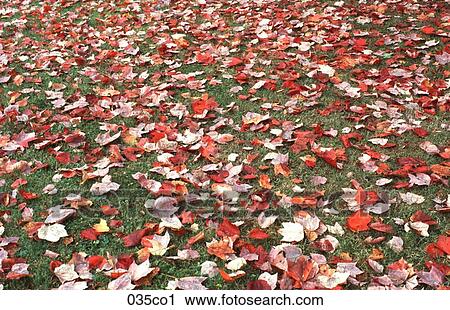 Autumn Leaves on Grass View Large Photo Image Stock Image - Autumn Leaves on Grass. Fotosearch