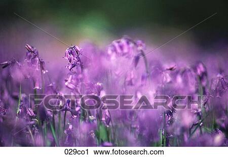 Bluebells View Large Photo Image Stock Image - Bluebells. Fotosearch
