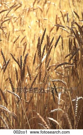 Golden Wheat View Large Photo Image Stock Image - Golden Wheat. Fotosearch