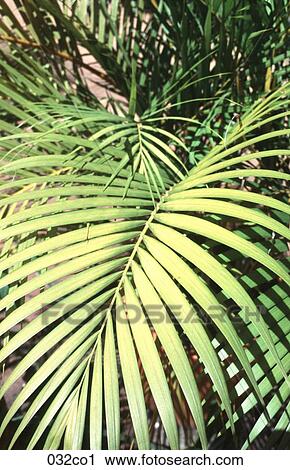 Stock Image - Palm Leaf. Fotosearch