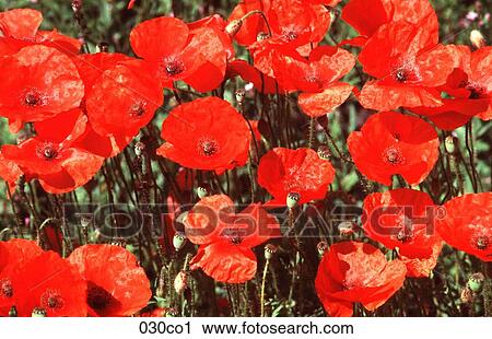 Poppies View Large Photo Image Stock Image - Poppies. Fotosearch