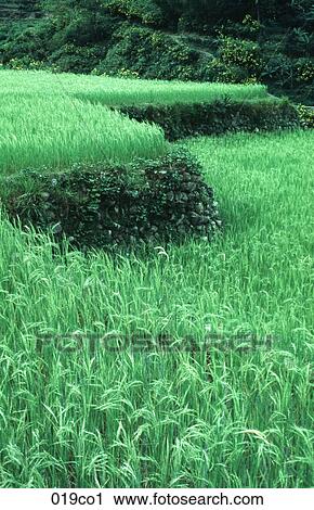 Rice Field View Large Photo Image Stock Image - Rice Field. Fotosearch