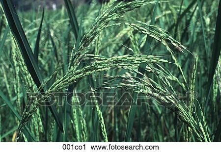 Rice Plant View Large Photo Image Stock Image - Rice Plant. Fotosearch