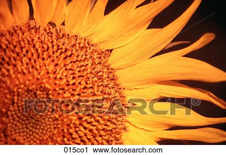 Sunflower View Large Photo Image Stock Image - Sunflower. Fotosearch