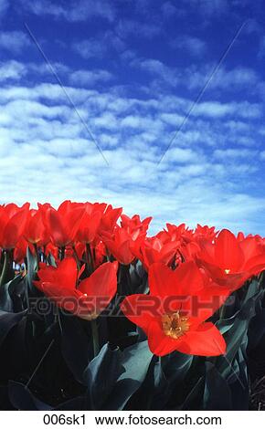 Stock Image - Red Tulips against Blue Sky. Fotosearch