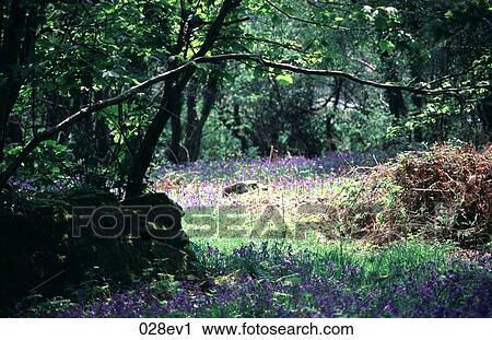 Bluebell Woods UK View Large Photo Image Stock Image - Bluebell Woods UK. Fotosearch
