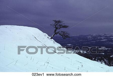 Stock Image - Lone Tree on a Snow Covered Hill Wales UK. Fotosearch