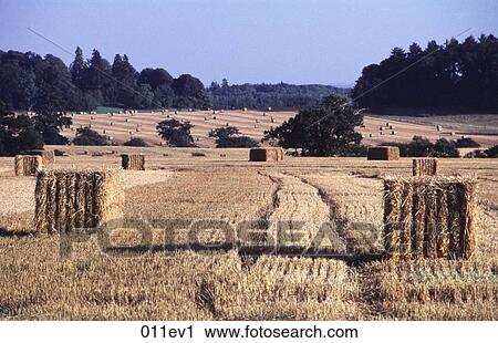 Square Bales of Straw in a Field England UK View Large Photo Image Stock Image - Square Bales of Straw in a Field England UK. Fotosearch
