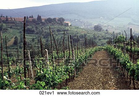 Vineyard Tuscany Italy View Large Photo Image Stock Image - Vineyard Tuscany Italy. Fotosearch