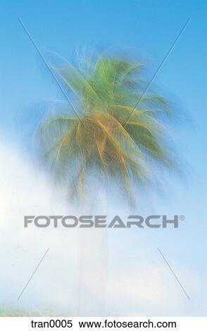 blue sky, blur, blurred, blurred palm tree, blurred tree, blurs, breeze View Large Photo Image Stock Photography - blue sky, blur, blurred, blurred palm tree, blurred tree, blurs, breeze. Fotosearch