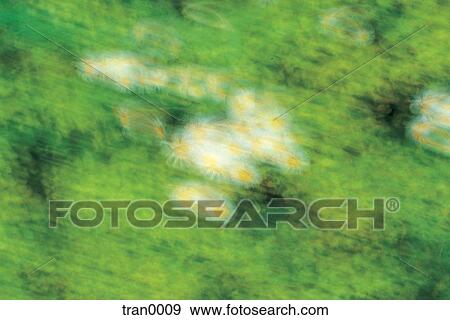 blurred, abstractions, blur, backgrounds, abstracts, blurs, abstract View Large Photo Image Stock Photo - blurred, abstractions, blur, backgrounds, abstracts, blurs, abstract. Fotosearch