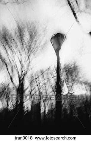Central Park, black&white, blurs, blurred, blur, autumn View Large Photo Image Stock Photo - Central Park, black&white, blurs, blurred, blur, autumn. Fotosearch