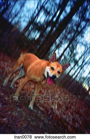 dog, autumn, companion, blurred, blur, animal View Large Photo Image Stock Photo - dog, autumn, companion, blurred, blur, animal. Fotosearch