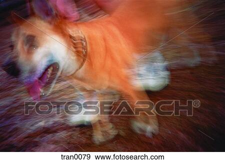 dog, blur, companion, close-up, blurred, animal View Large Photo Image Stock Photo - dog, blur, companion, close-up, blurred, animal. Fotosearch
