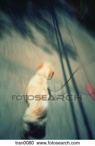 leash, blur, dog, companion, blurred, animal View Large Photo Image Stock Image - leash, blur, dog, companion, blurred, animal. Fotosearch