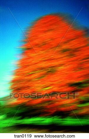 large tree, big tree, fall, driving by, blue sky, autumn View Large Photo Image Stock Photo - large tree, big tree, fall, driving by, blue sky, autumn. Fotosearch