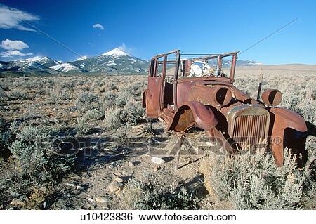 A deserted car with a cow skeleton driving in the Great Basin National Park, Nevada View Large Photo Image Stock Photograph - A deserted car with a cow skeleton driving in the Great Basin National Park, Nevada. Fotosearch
