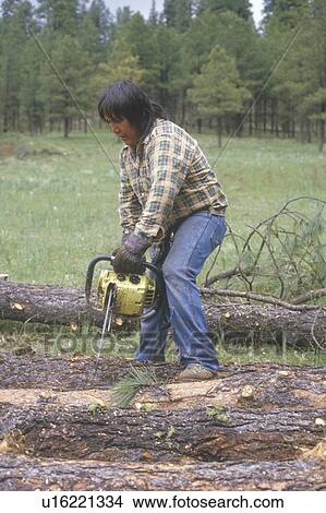 A logger cutting a felled log with a chainsaw View Large Photo Image Picture - A logger cutting a felled log with a chainsaw . Fotosearch