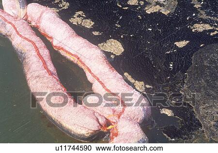 A long pink float providing a barrier for spilled oil View Large Photo Image Stock Image - A long pink float providing a barrier for spilled oil. Fotosearch