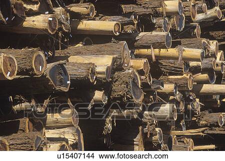 A pile of logs tagged for processing at a lumber mill View Large Photo Image Picture - A pile of logs tagged for processing at a lumber mill. Fotosearch