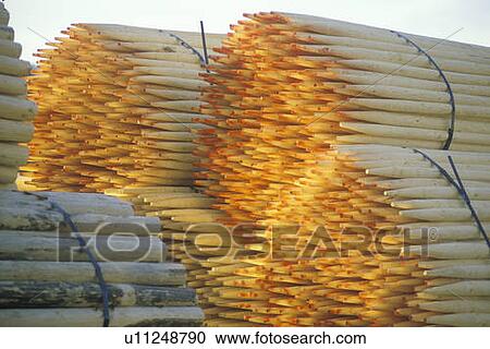 A stack of bundled fence posts with sharpened ends View Large Photo Image Stock Image - A stack of bundled fence posts with sharpened ends. Fotosearch