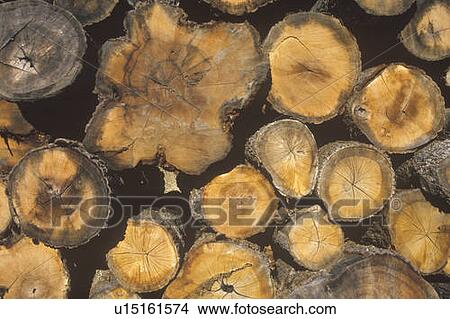 A stack of cut logs View Large Photo Image Picture - A stack of cut logs. Fotosearch