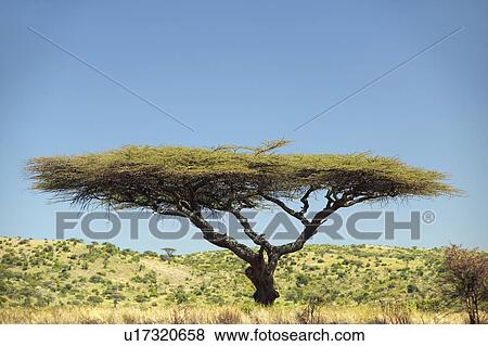 Acacia Tree View Large Photo Image Stock Photo - Acacia Tree. Fotosearch