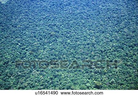 Stock Image - Aerial view of rainforest. Fotosearch