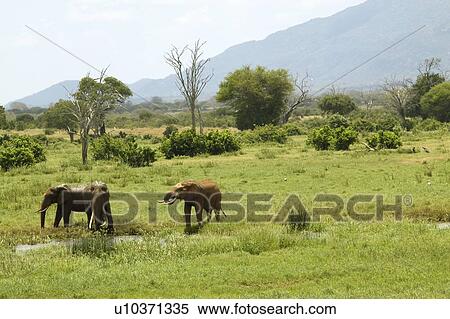 African Elephants at watering hole View Large Photo Image Stock Photography - African Elephants at watering hole. Fotosearch