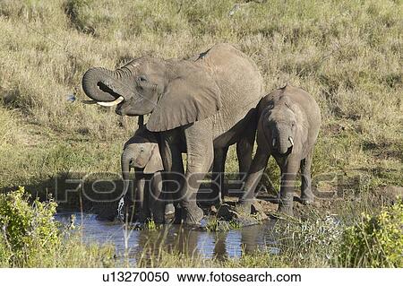 African Elephants drinking water at pond View Large Photo Image Stock Image - African Elephants drinking water at pond. Fotosearch