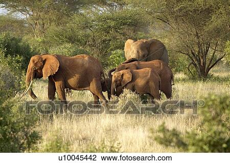 Stock Image - African Elephants taking a dust bath. Fotosearch