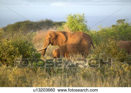 African Elephants taking a dust bath View Large Photo Image Stock Image - African Elephants taking a dust bath. Fotosearch