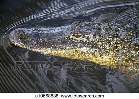 Alligator swimming View Large Photo Image Stock Photo - Alligator swimming. Fotosearch