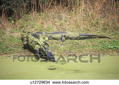 American Alligator View Large Photo Image Picture - American Alligator. Fotosearch