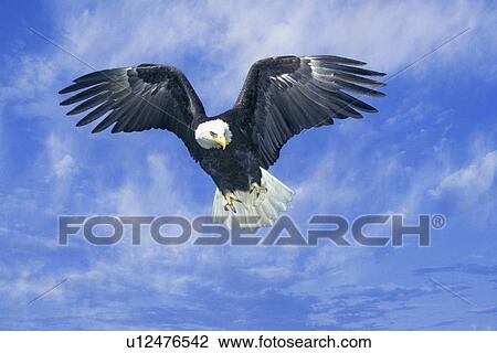 Stock Image - American Bald Eagle. Fotosearch