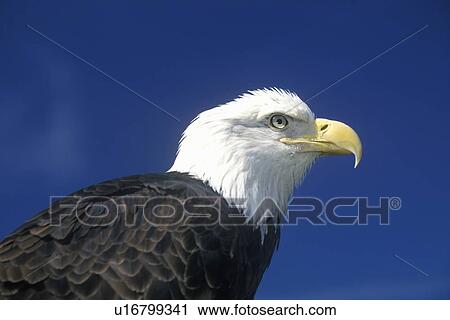 American Bald Eagle View Large Photo Image Stock Image - American Bald Eagle. Fotosearch