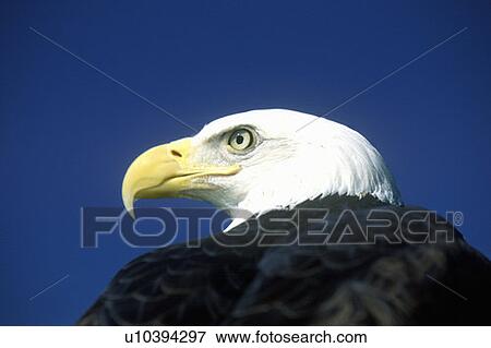 Stock Photo - American Bald Eagle. Fotosearch