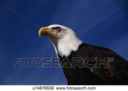 American Bald Eagle View Large Photo Image Stock Photo - American Bald Eagle. Fotosearch