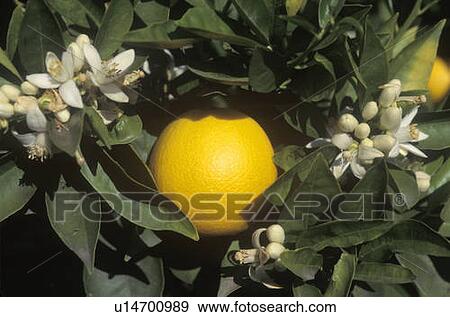 An orange and flowers hang on an orange tree View Large Photo Image Stock Photo - An orange and flowers hang on an orange tree. Fotosearch
