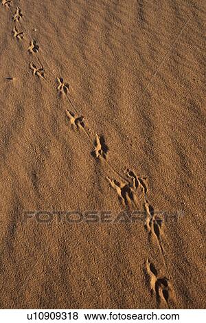 Animal Tracks in Sand View Large Photo Image Stock Photo - Animal Tracks in Sand. Fotosearch