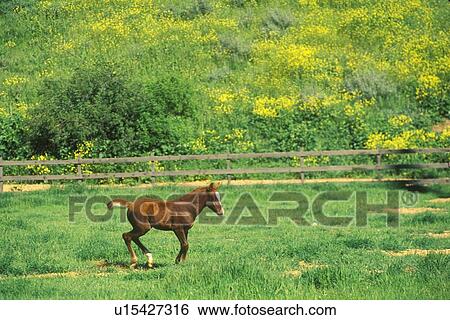 Arabian Colt in Spring field View Large Photo Image Stock Photograph - Arabian Colt in Spring field. Fotosearch