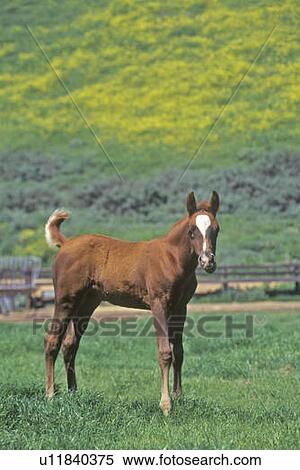 Stock Photography - Arabian Colt in Spring field. Fotosearch