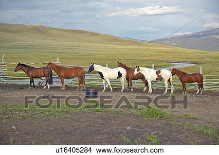 Arabian horses View Large Photo Image Picture - Arabian horses. Fotosearch