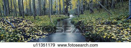 Aspens and stream in Uncompahgre National Forest, Ridgeway, Colorado View Large Photo Image Stock Photo - Aspens and stream in Uncompahgre National Forest, Ridgeway, Colorado. Fotosearch