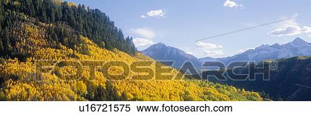 Stock Photography - Aspens in Autumn in San Juan National Forest near Telluride, Colorado. Fotosearch