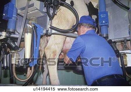 Stock Photography - Automatic milking machine. Fotosearch