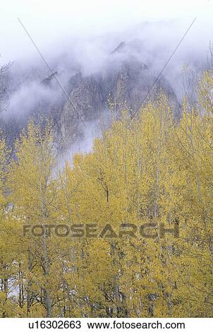 Autumn Aspen Trees and Clouds, Gunnison National Forest, Colorado View Large Photo Image Stock Image - Autumn Aspen Trees and Clouds, Gunnison National Forest, Colorado. Fotosearch